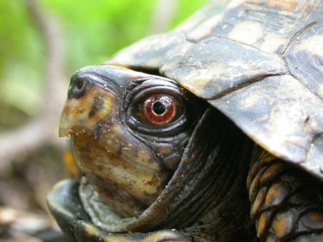 Turtle head - Free Stock Photo