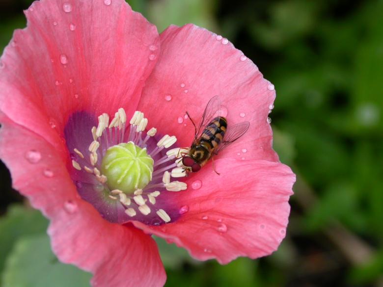 Free stock image of Bee feeding created by raymond henry