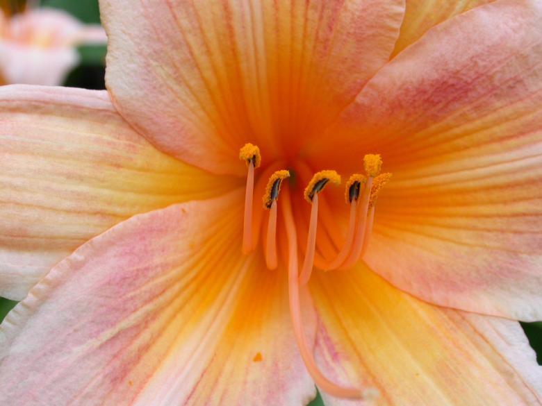 Free stock image of Orange flower created by raymond henry