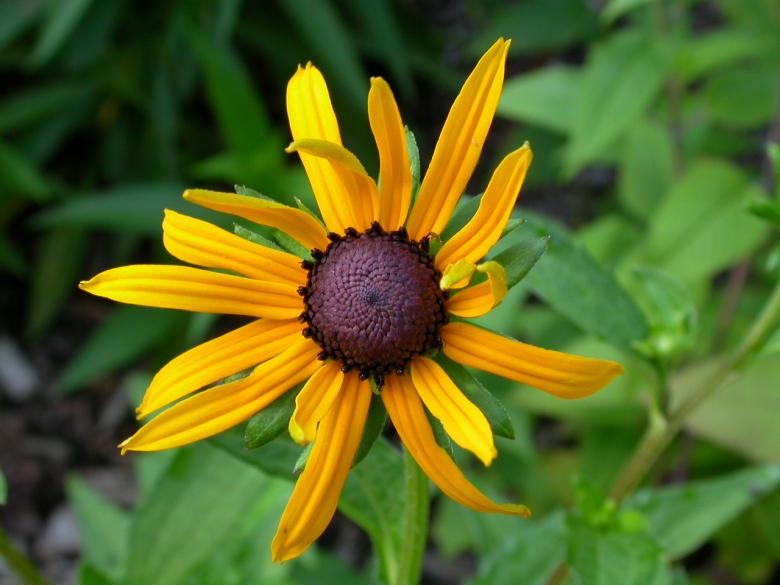 Free stock image of Yellow sunflower created by raymond henry