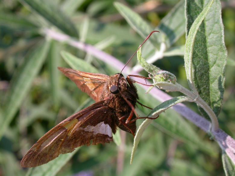 Free stock image of Moth created by raymond henry