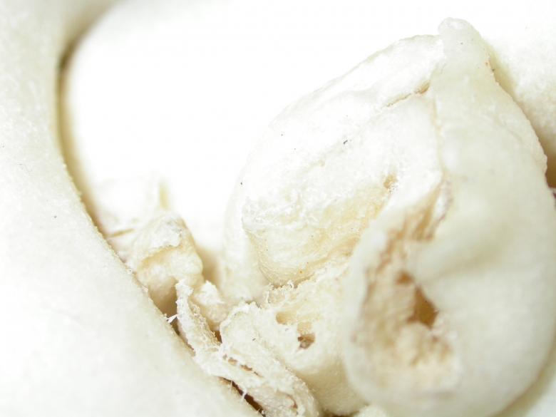 Free stock image of White Organic Texture created by raymond henry