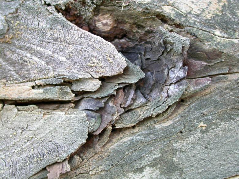Free stock image of Wood texture created by raymond henry