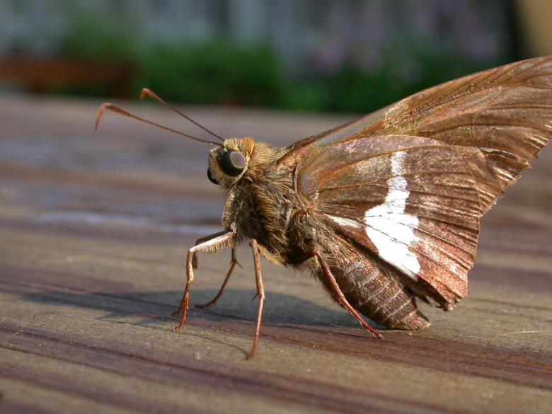 Free stock image of Moth created by raymond henry