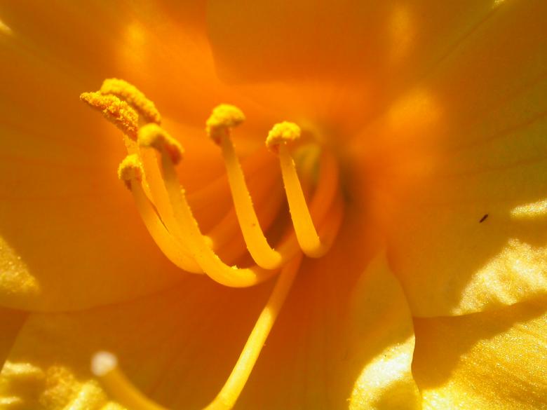 Free stock image of Tentacles created by raymond henry