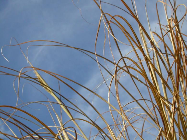Free stock image of Straws against the sky created by raymond henry