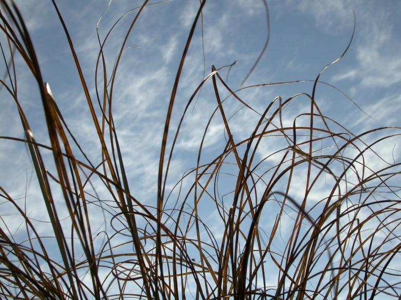 Free stock image of Straws against the sky created by raymond henry