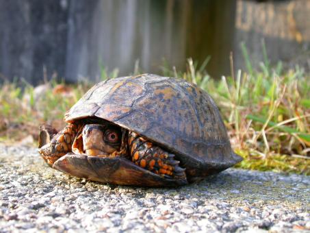 Turtle - Free Stock Photo