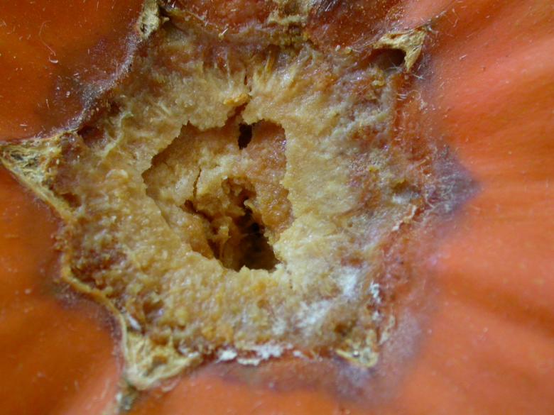 Free stock image of Fungus created by raymond henry