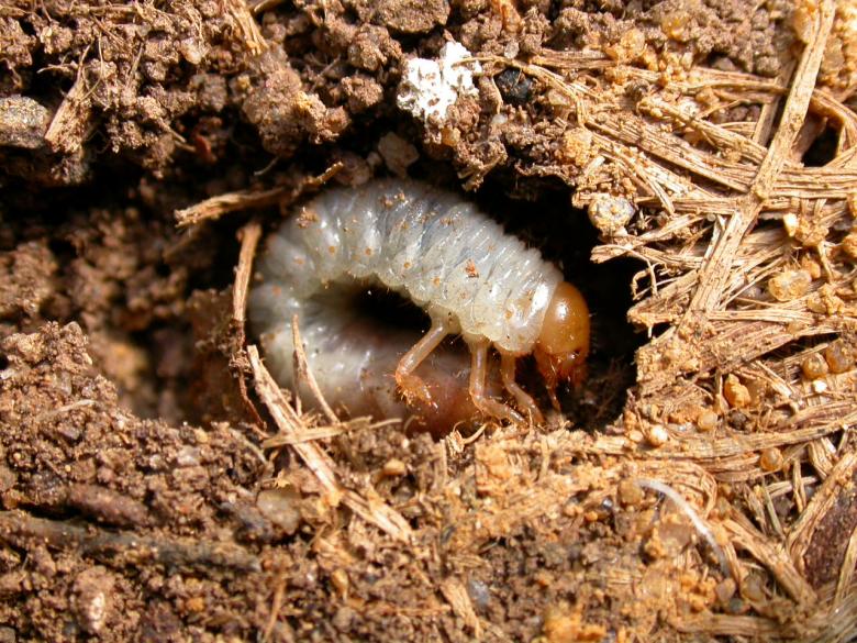 Free stock image of Larva created by raymond henry