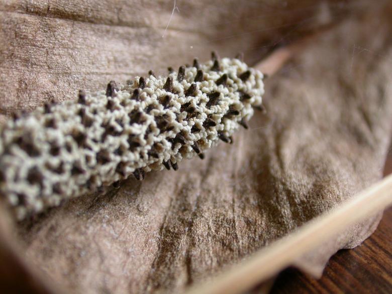 Free stock image of Plant closeup created by raymond henry