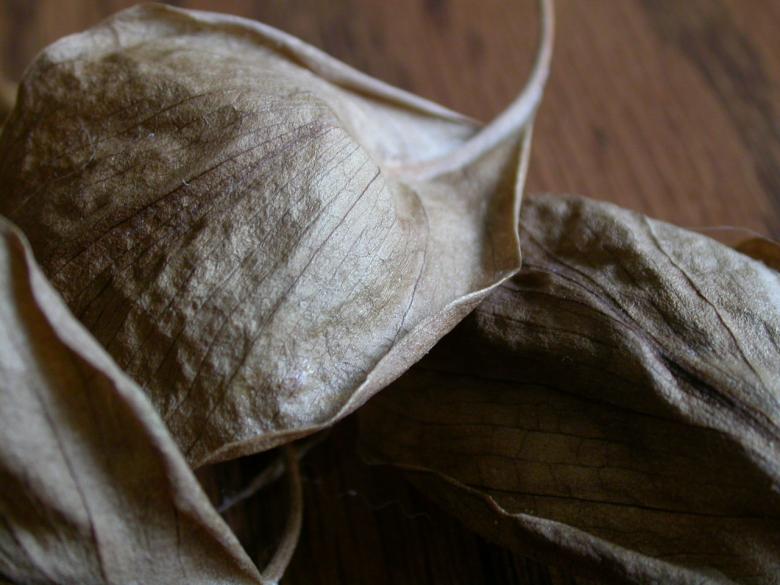 Free stock image of Leaf Closeup created by raymond henry