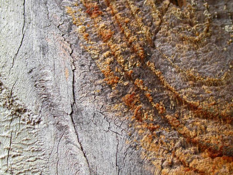 Free stock image of Wood texture created by raymond henry