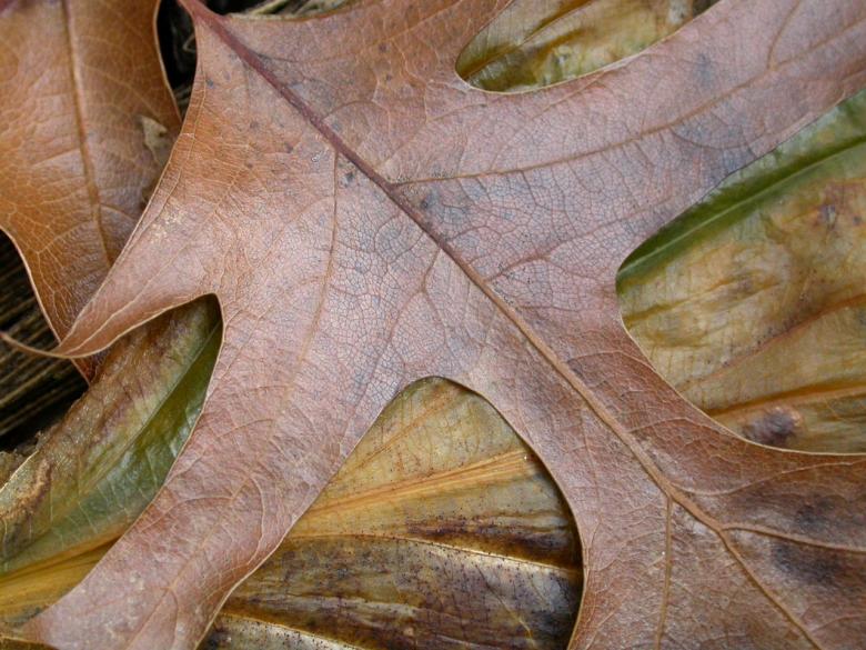 Free stock image of Leaf Closeup created by raymond henry