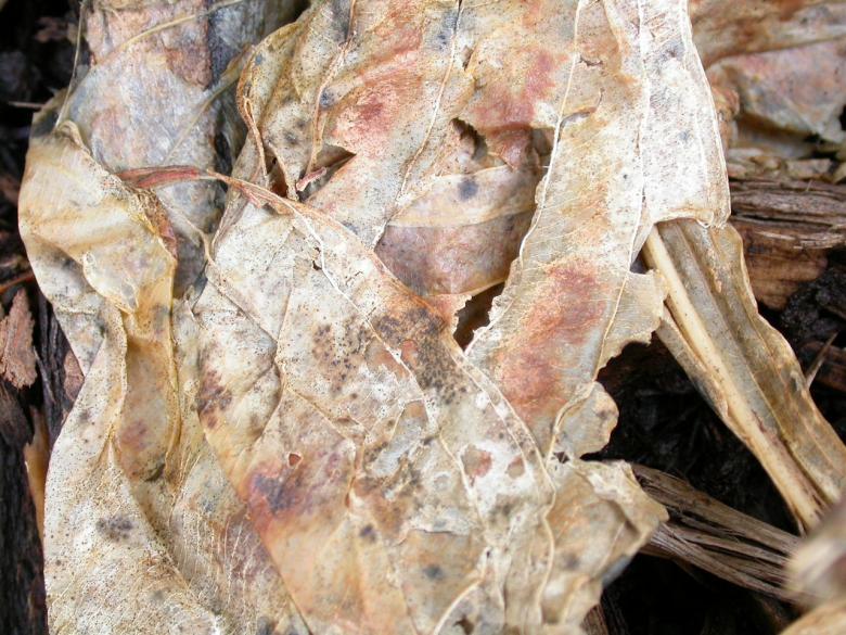 Free stock image of Rotten Leafs created by raymond henry
