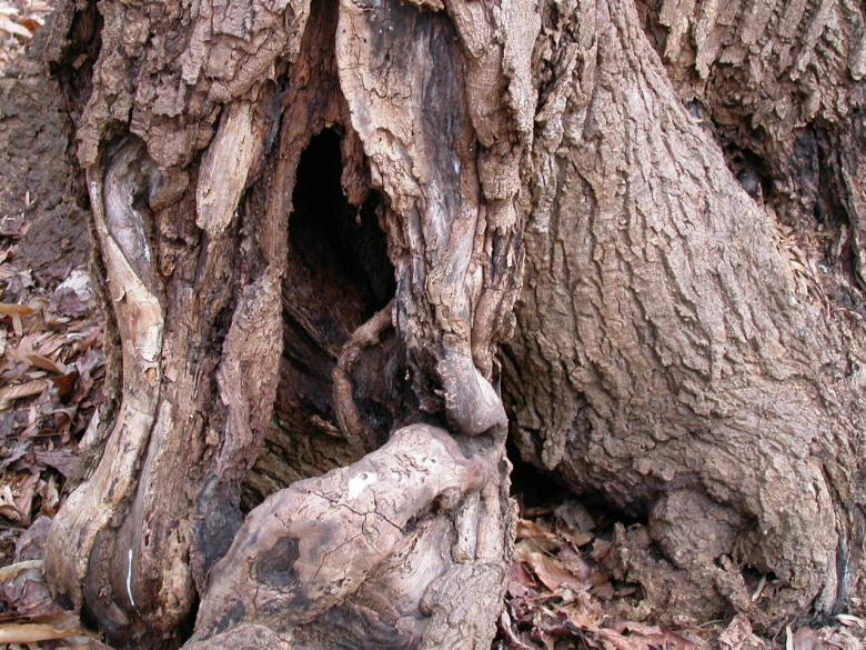 Free stock image of Tree bark created by raymond henry