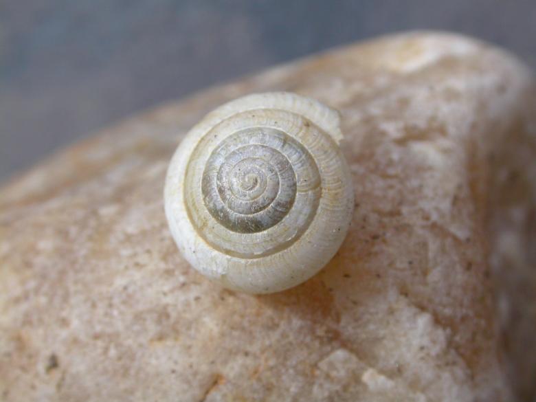 Free stock image of Cochlea created by raymond henry
