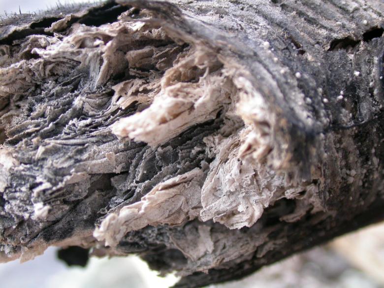 Free stock image of Rotten wood created by raymond henry