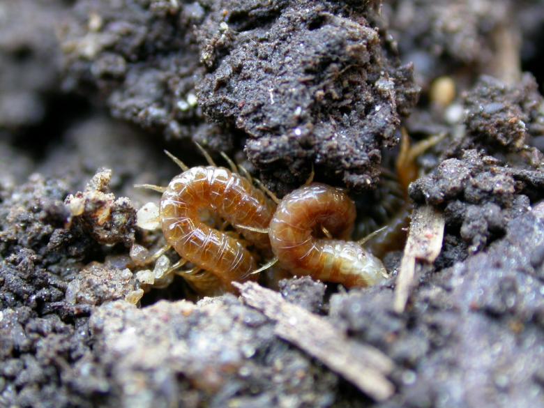 Free stock image of Worm like insect created by raymond henry