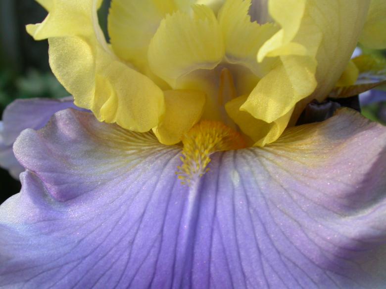 Free stock image of Yellow and blue flower created by raymond henry