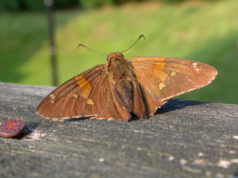 Free stock image of Moth created by raymond henry
