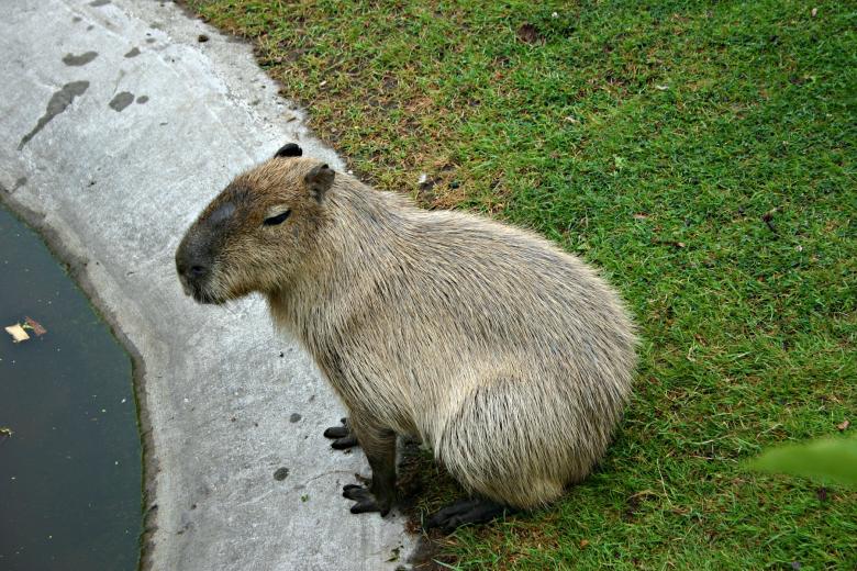 Free stock image of Capybara - world\'s biggest rodent created by Bjorgvin