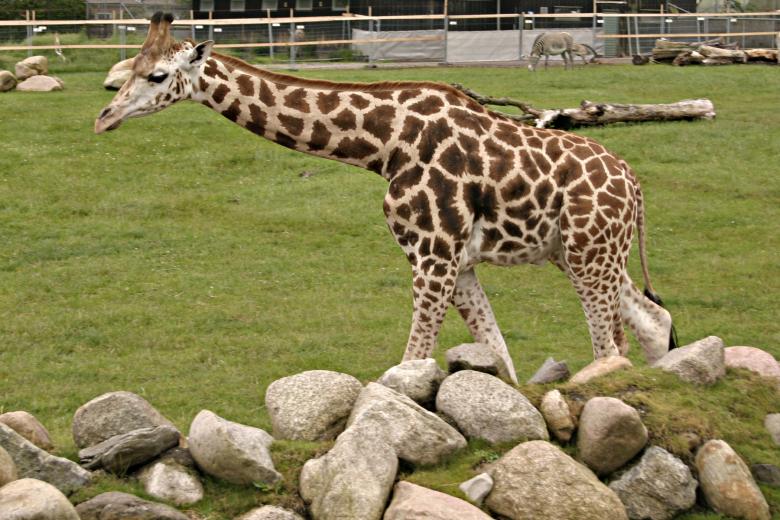Free stock image of Giraf created by Bjorgvin