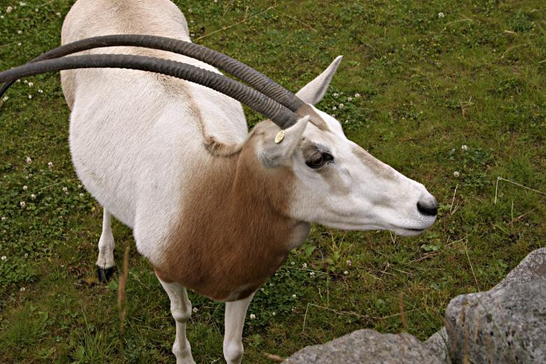 Free stock image of Scimitar-horned oryx created by Bjorgvin