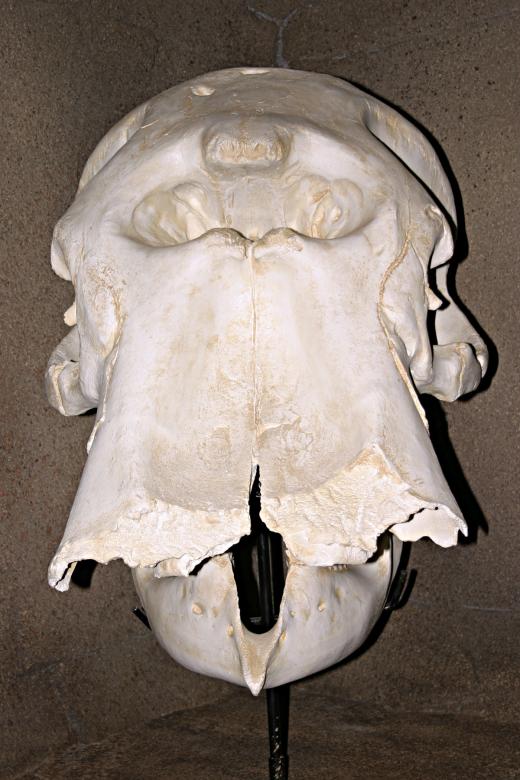 Free stock image of Elephant skull created by Bjorgvin