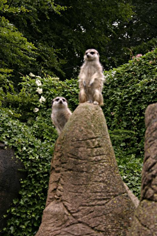 Free stock image of Meerkats created by Bjorgvin
