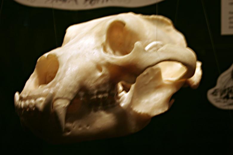 Free stock image of Animal skull created by Bjorgvin