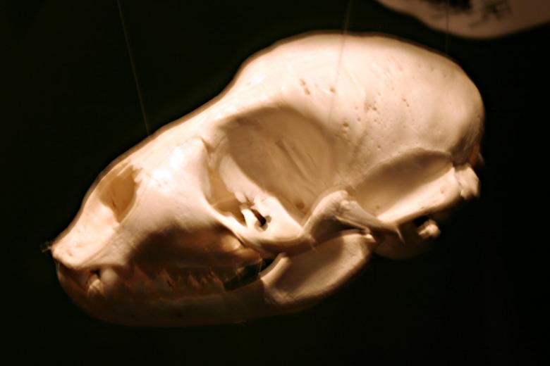 Free stock image of Animal skull created by Bjorgvin
