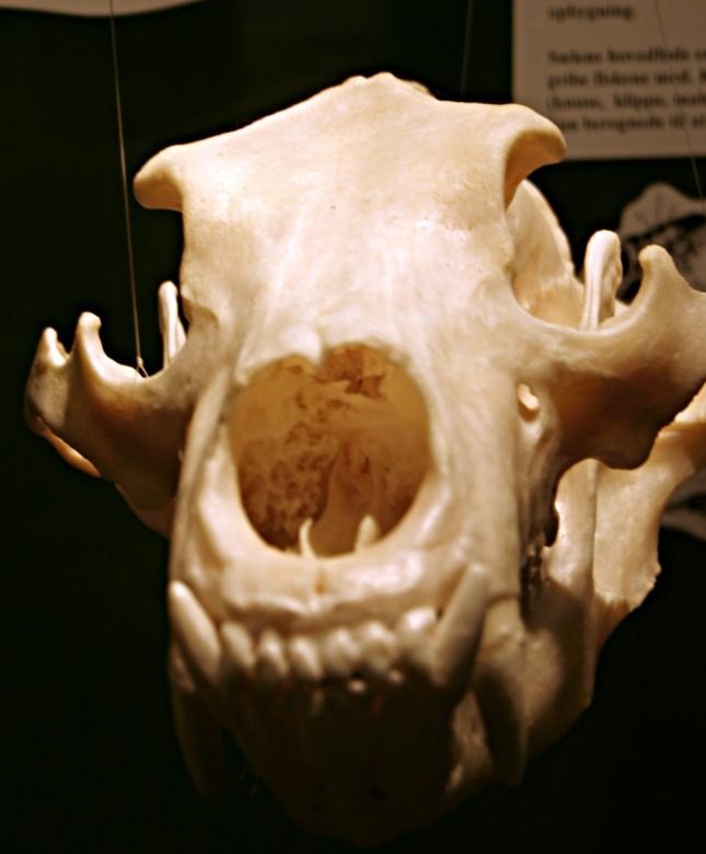 Free stock image of Animal skull created by Bjorgvin