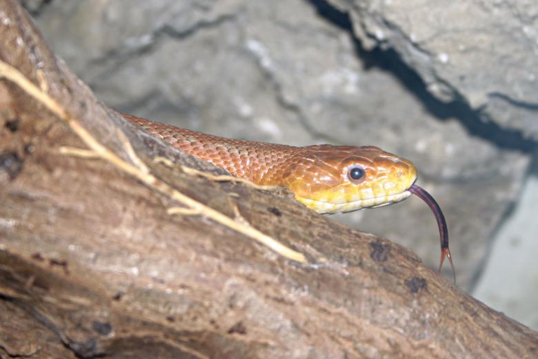 Free stock image of Snake created by Bjorgvin