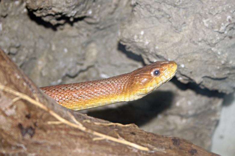 Free stock image of Snake created by Bjorgvin