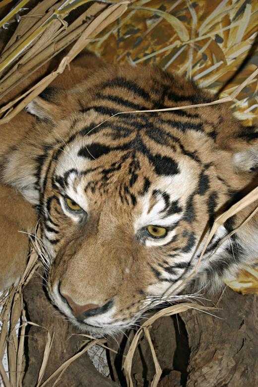 Free stock image of Stuffed tiger created by Bjorgvin