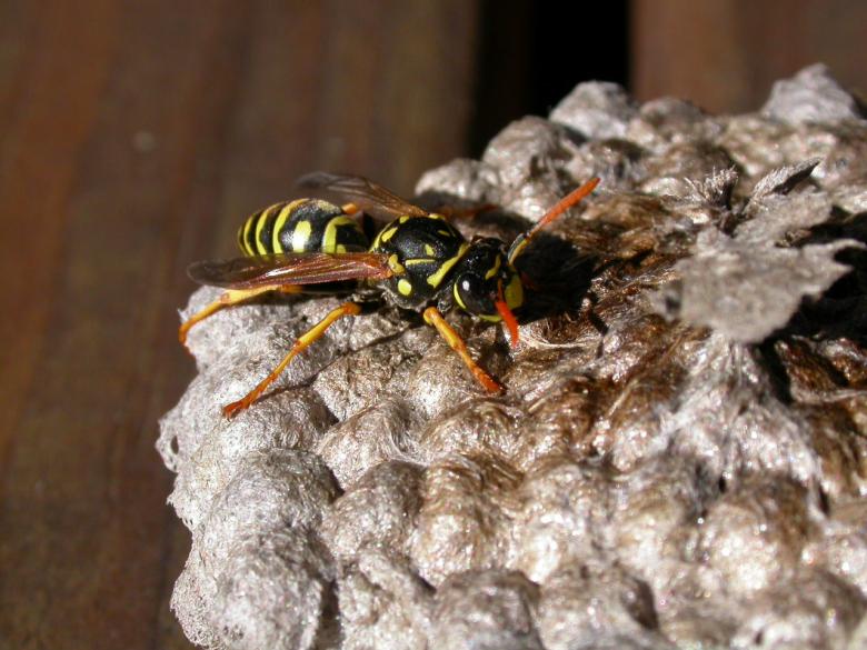 Free stock image of Wasp created by raymond henry