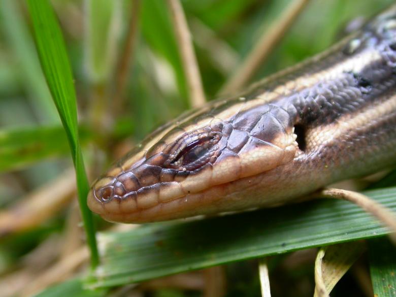Free stock image of Lizard head created by raymond henry