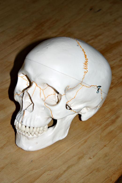 Free stock image of Plastic skull created by Bjorgvin