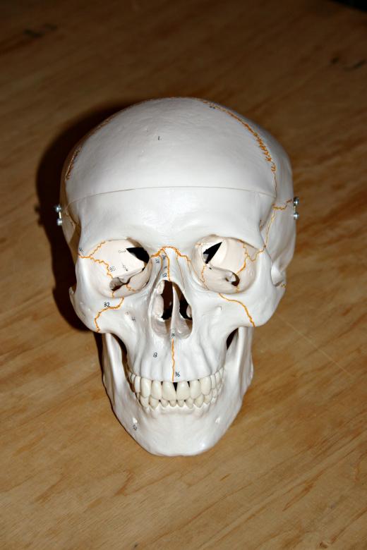 Free stock image of Plastic skull created by Bjorgvin