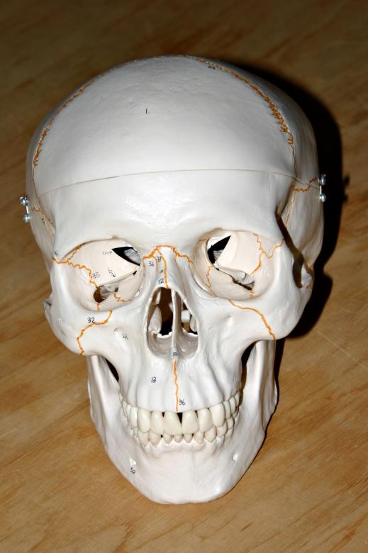 Free stock image of Plastic skull created by Bjorgvin