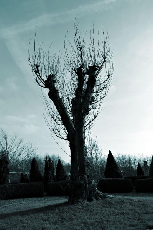Free stock image of Bare tree against a bluish sky created by Bjorgvin