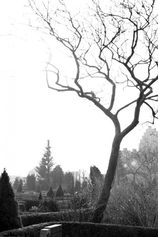 Free stock image of Tree in cemetary created by Bjorgvin