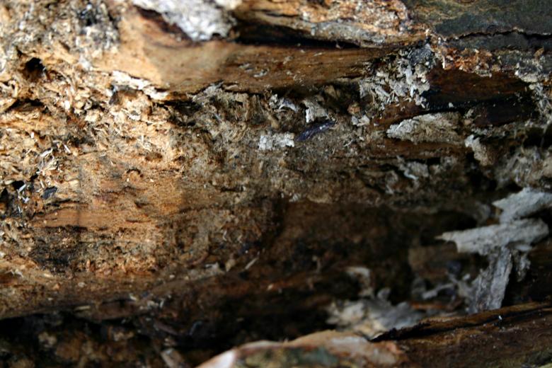 Free stock image of Wood texture created by Bjorgvin