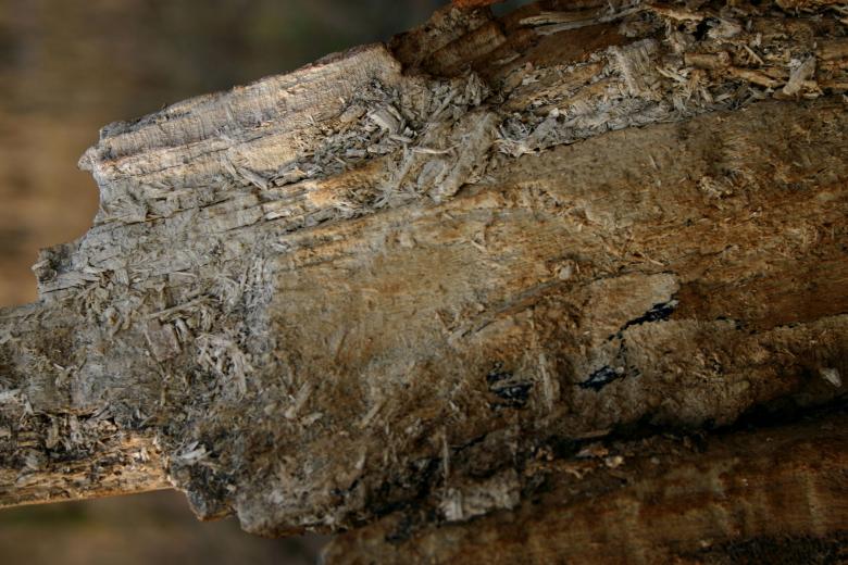 Free stock image of Wood texture created by Bjorgvin