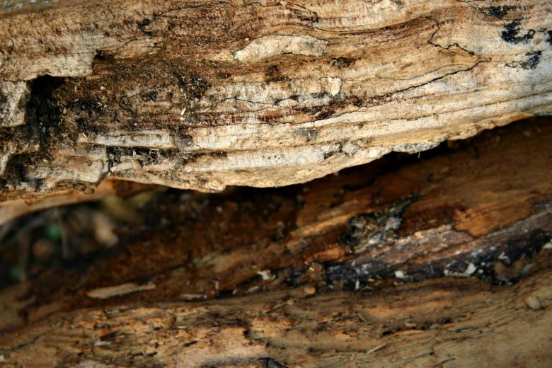 Free stock image of Wood texture created by Bjorgvin