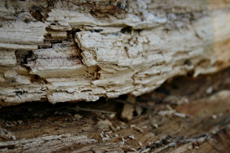 Free stock image of Wood texture created by Bjorgvin