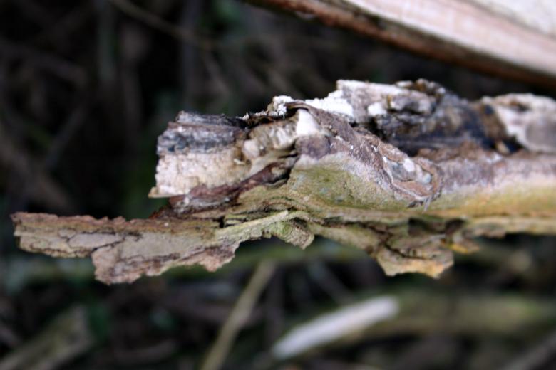 Free stock image of Wood bark created by Bjorgvin