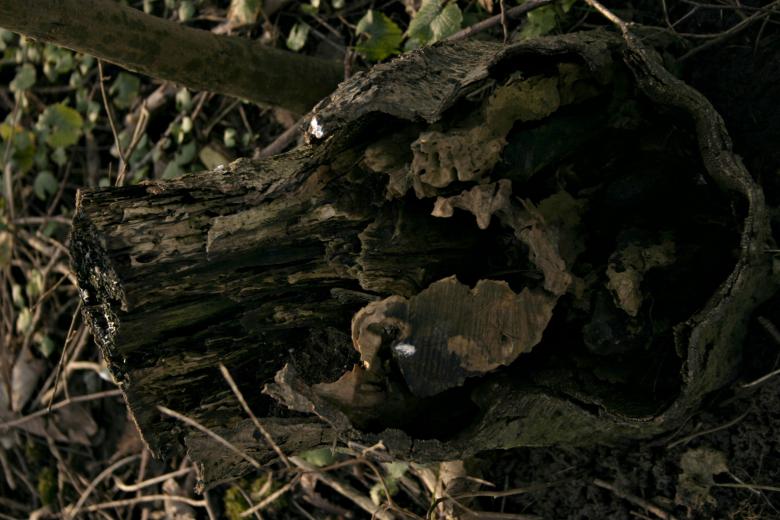 Free stock image of Wood texture created by Bjorgvin