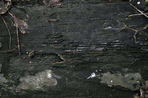 Free Stock Photo of Wood texture